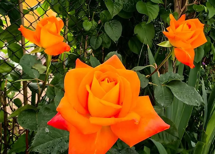 Infinity Boutique * Bansko