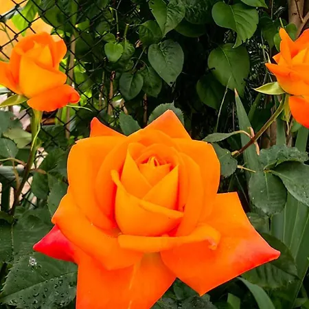 Infinity Boutique * Bansko